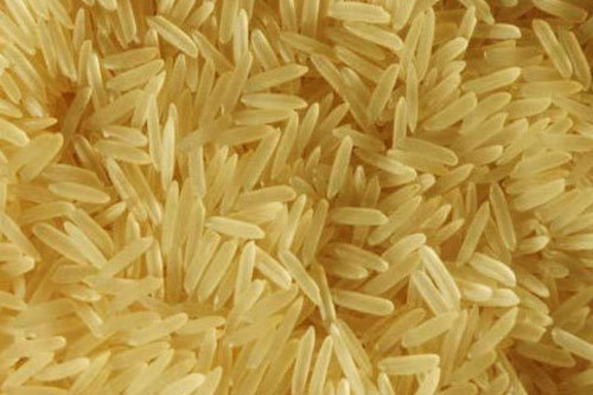 Untitled design - 2026-02-02T171426.928