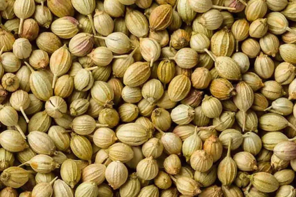 Untitled design - 2026-02-02T182220.206